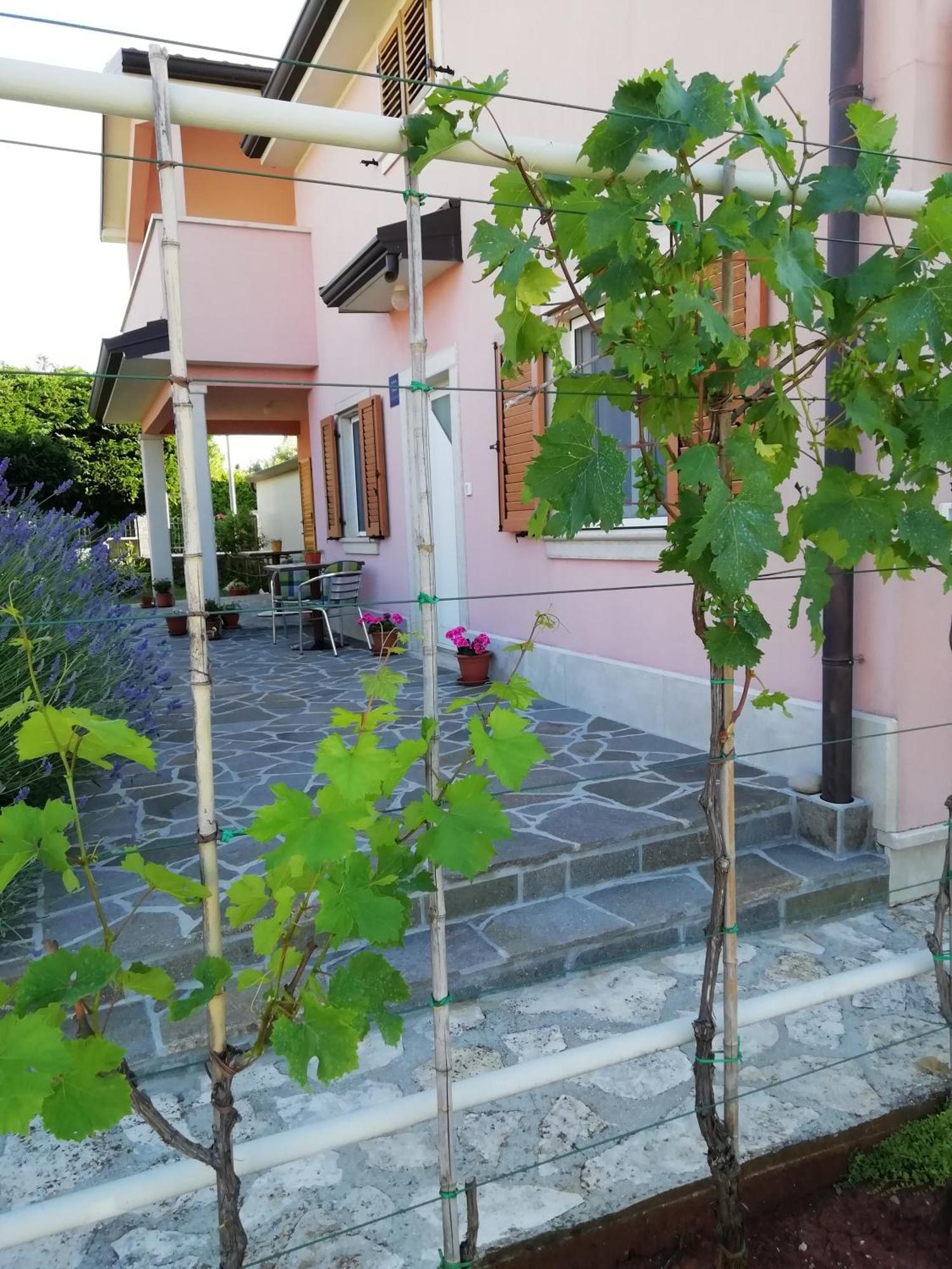 Apartmani Vesna Buje Εξωτερικό φωτογραφία